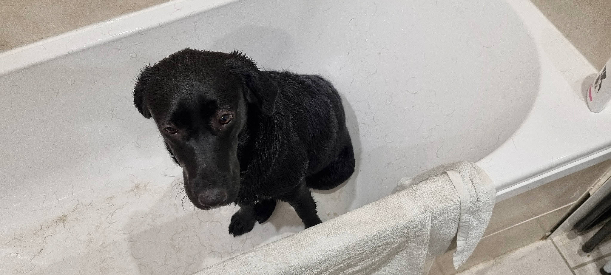 Toupie a rejoint le concours — aidez-le/la à gagner de superbes lots ! borador, carnivore, companion_dog, dog, dog_breed, fur, grey, gun_dog, hunting_dog, liver, paw, puppy, retriever, snout, sporting_group, street_dog, tail, terrestrial_animal, whiskers, working_animal