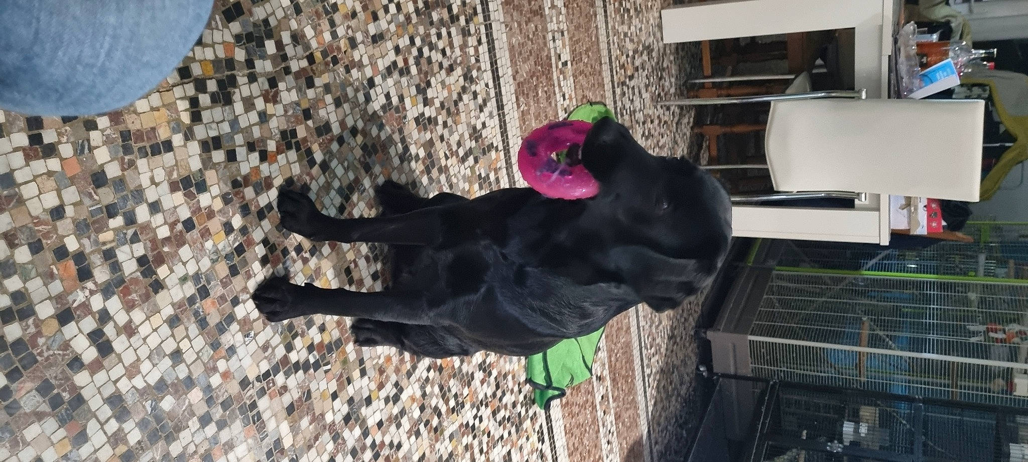 Toupie a rejoint le concours — aidez-le/la à gagner de superbes lots ! canidae, carmine, carnivore, companion_dog, dog, dog_breed, flooring, fur, guard_dog, lamp, magenta, shadow, shelf, snout, sporting_group, tail, tree, wood