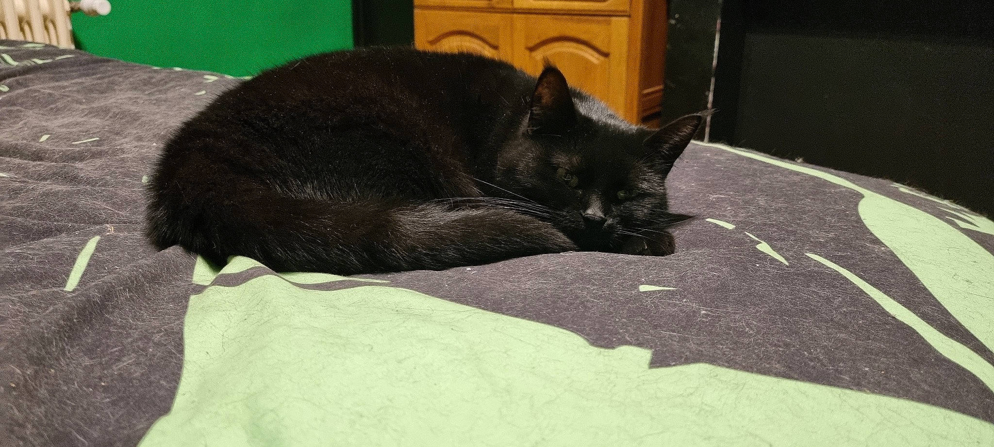 Kalinette a rejoint le concours — aidez-le/la à gagner de superbes lots ! black_cat, bombay, carnivore, cat, claw, comfort, domestic_short_haired_cat, felidae, flooring, fur, grey, nap, paw, shadow, sleep, small_to_medium_sized_cats, snout, tail, terrestrial_animal, whiskers