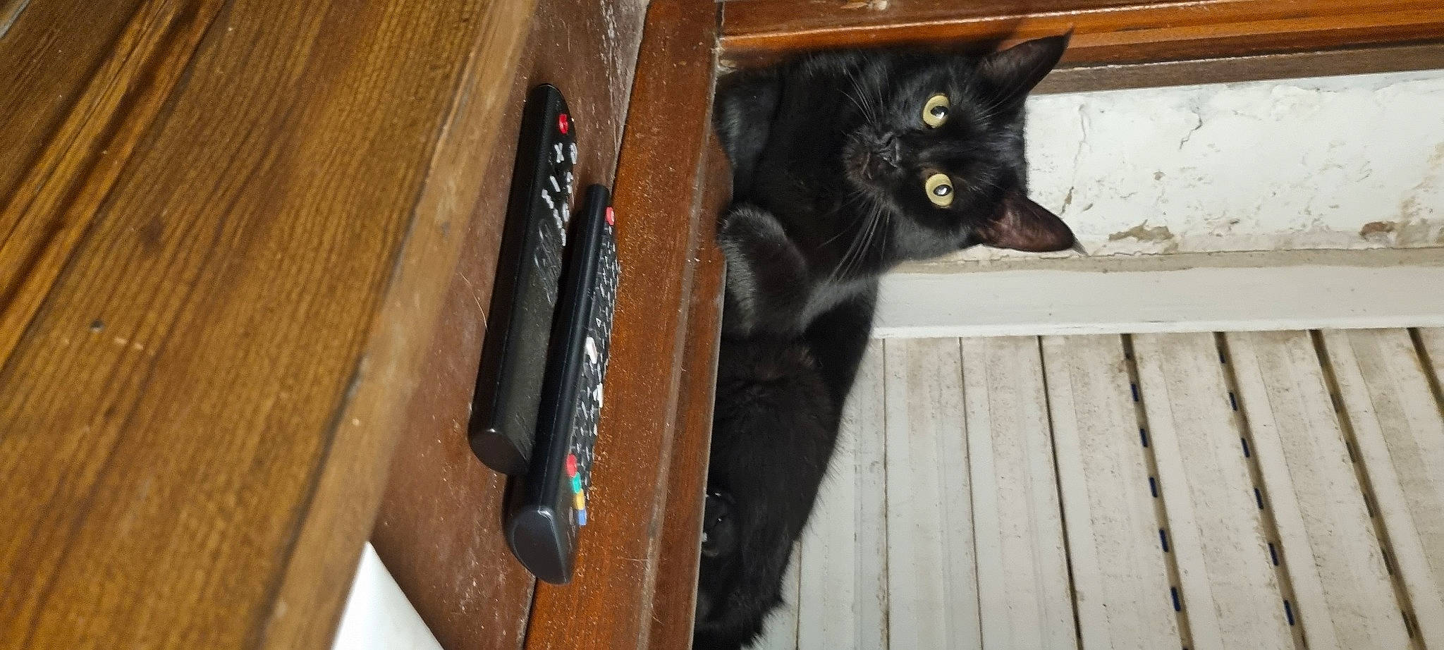 Kalinette participe au concours pour gagner de l'argent avec cette photo : black_cat, bombay, carnivore, cat, domestic_short_haired_cat, felidae, flooring, fur, hardwood, plank, plywood, small_to_medium_sized_cats, tail, varnish, whiskers, wood, wood_flooring, wood_stain