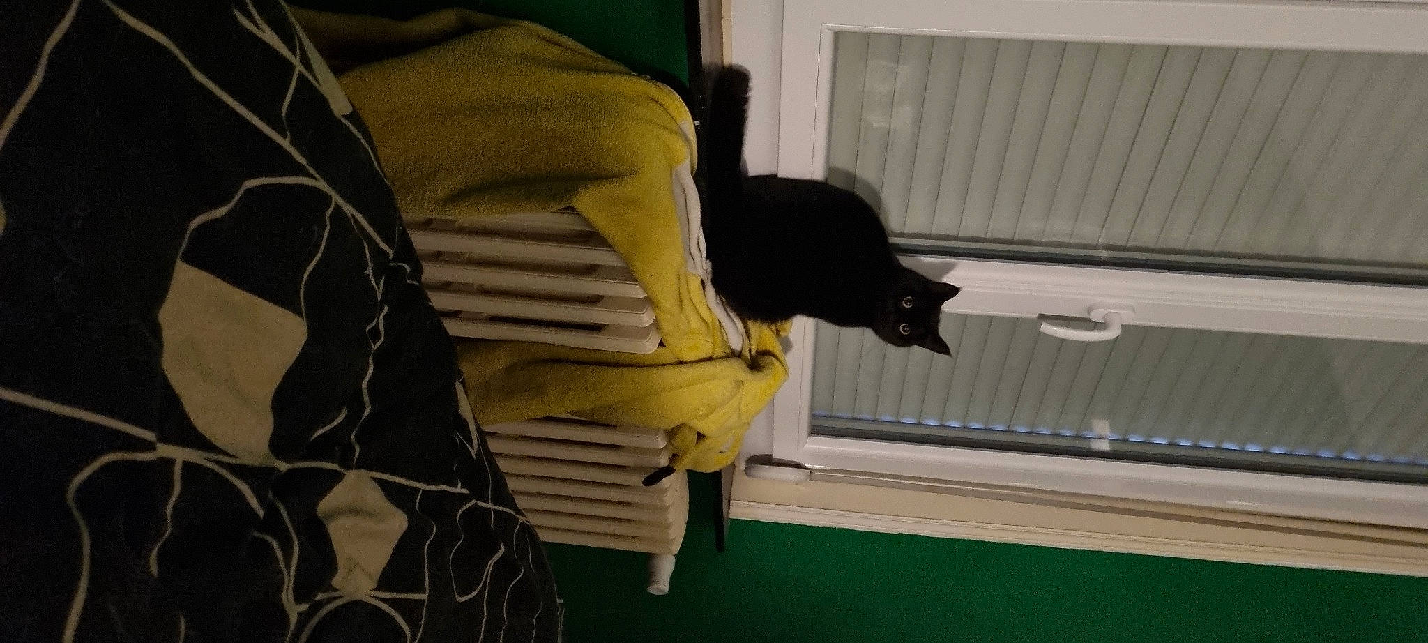 Kalinette participe au concours pour gagner de l'argent avec cette photo : bag, camouflage, carnivore, cat, comfort, felidae, flooring, fur, linens, room, sleeve, small_to_medium_sized_cats, tail, textile, whiskers, window, window_covering, wood