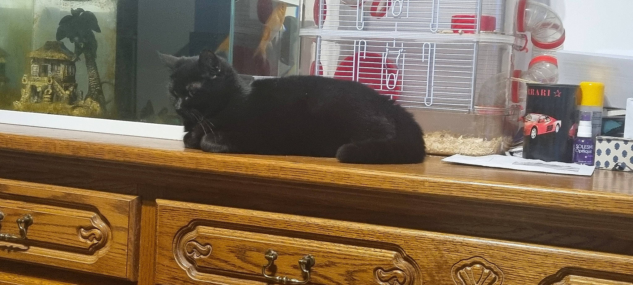 Kalinette a rejoint le concours — aidez-le/la à gagner de superbes lots ! black, black_cat, bombay, cabinetry, carnivore, cat, comfort, domestic_short_haired_cat, drawer, felidae, handle, hardwood, room, small_to_medium_sized_cats, snout, tail, whiskers, window, wood, wood_stain