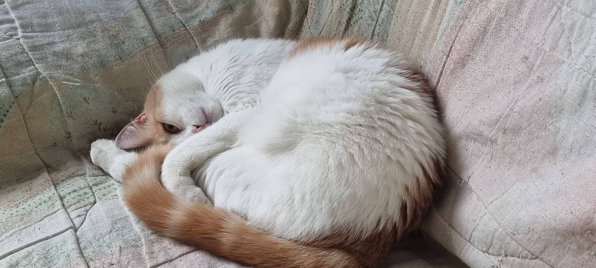 Mistigri participe au concours pour gagner de l'argent avec cette photo : carnivore, cat, cat_bed, cat_supply, claw, comfort, companion_dog, dog_breed, fawn, felidae, fur, nap, paw, sleep, small_to_medium_sized_cats, snout, sporting_group, tail, terrestrial_animal, whiskers