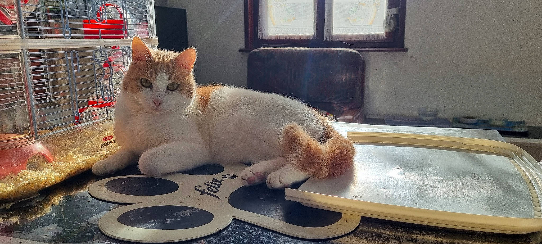 Mistigri a rejoint le concours — aidez-le/la à gagner de superbes lots ! audio_equipment, automotive_tire, carnivore, cat, cat_supply, domestic_short_haired_cat, fawn, felidae, flooring, fur, kitchen_utensil, paw, pet_supply, serveware, small_to_medium_sized_cats, snout, tableware, tail, whiskers, window