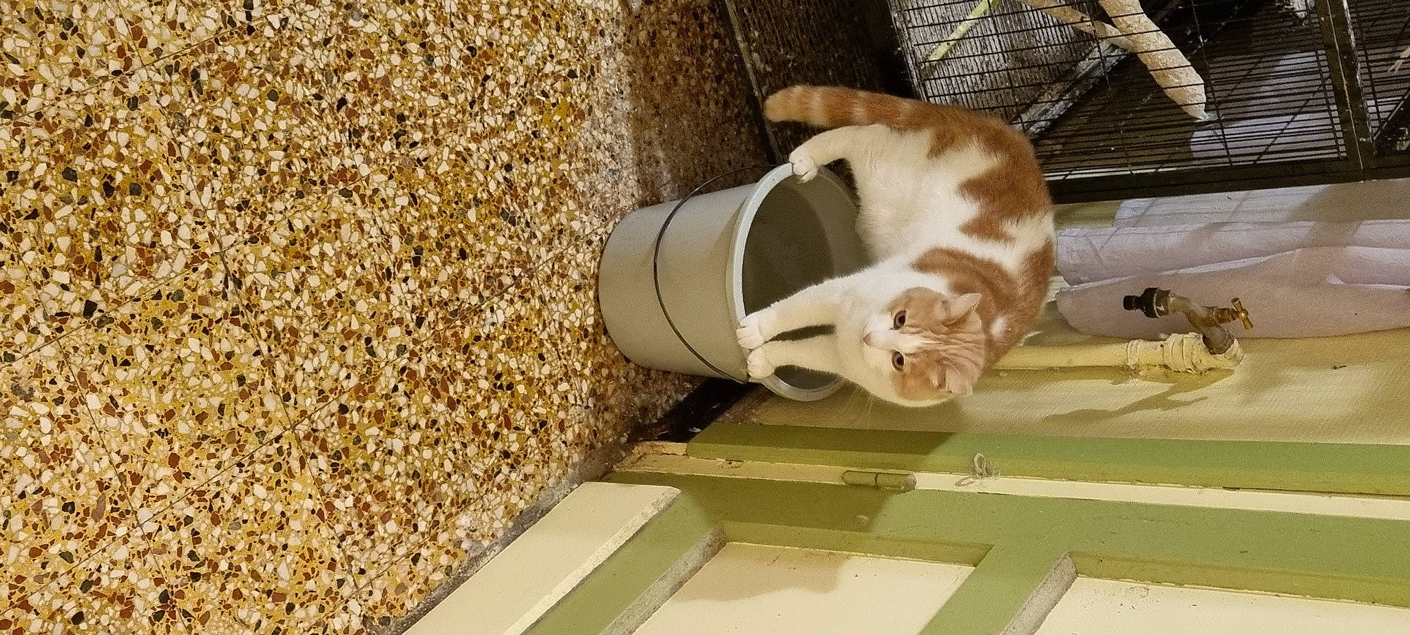 Mistigri a rejoint le concours — aidez-le/la à gagner de superbes lots ! animal_shelter, canidae, carnivore, cat, cat_supply, domestic_short_haired_cat, felidae, fur, hardwood, ingredient, pet_supply, pet_vitamins_supplements, produce, small_animal_food, small_to_medium_sized_cats, tail, whiskers, wood