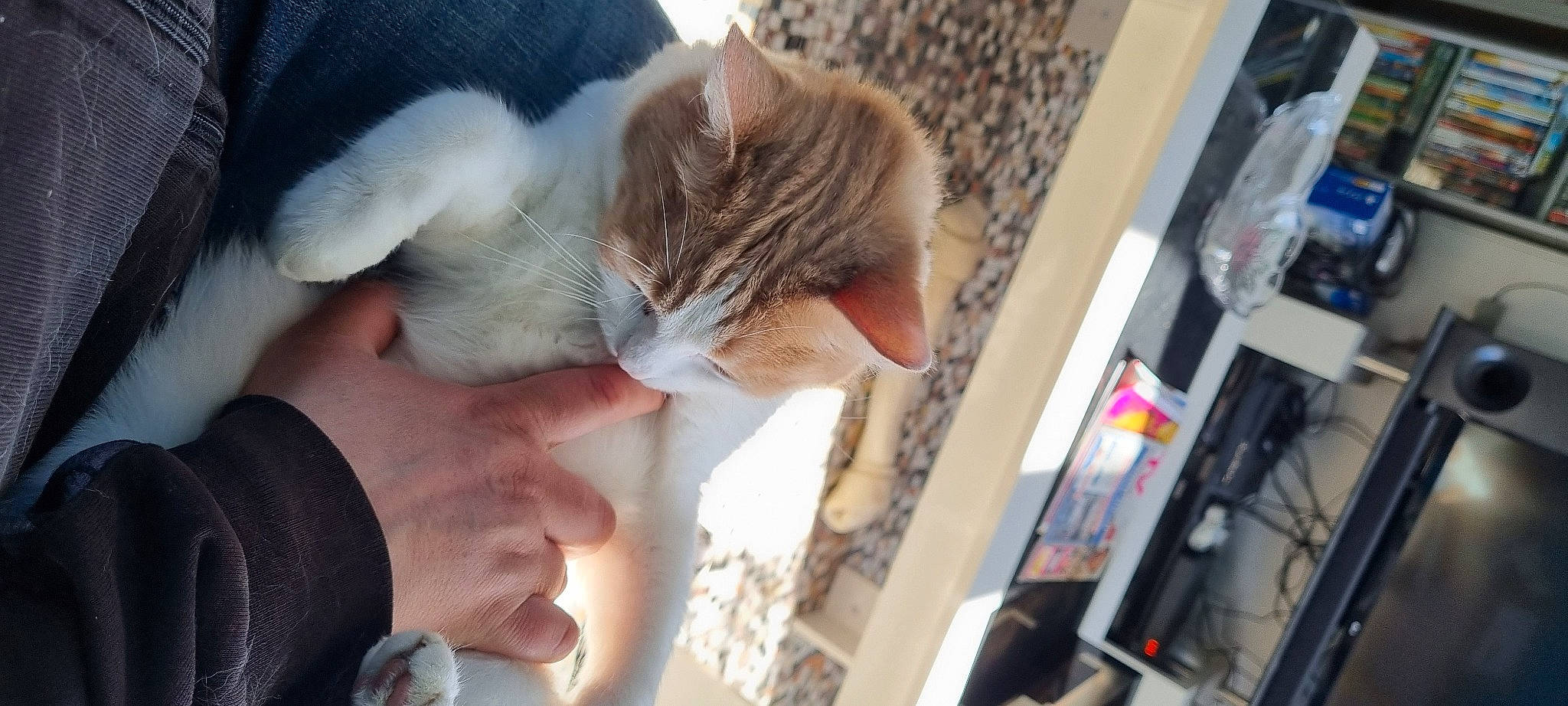 Mistigri participe au concours pour gagner de l'argent avec cette photo : carnivore, cat, cat_supply, claw, comfort, domestic_short_haired_cat, ear, fawn, felidae, finger, fur, gesture, nail, paw, small_to_medium_sized_cats, snout, tail, thumb, whiskers, wool