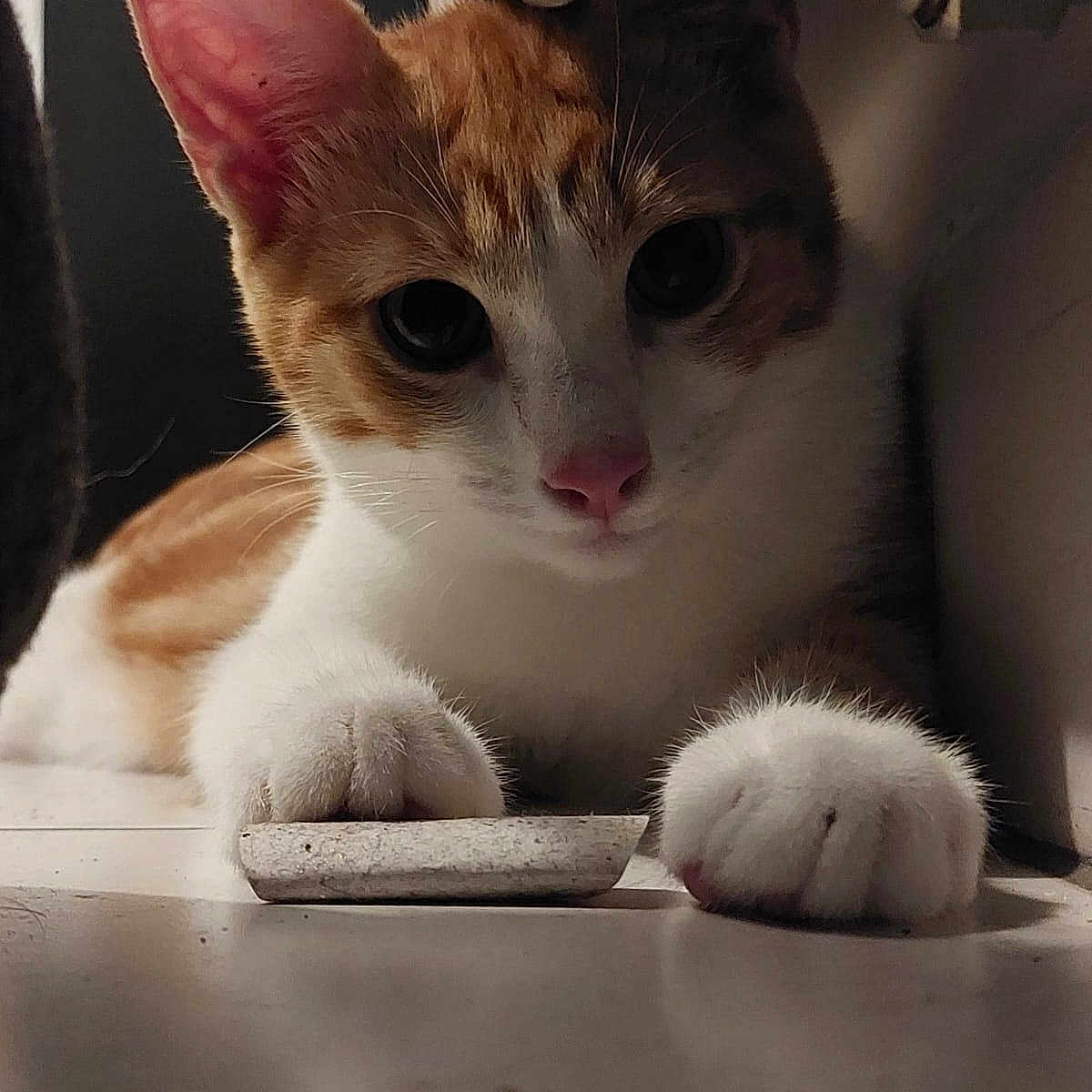 Cookie