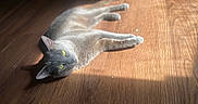 Stormie joined the competition — help win amazing prizes! animal, bright_eyes, calm, cat, cozy, domestic_cat, feline, fur, gray_cat, indoor, lying_down, pet, relaxed, resting, soft_light, stretching, sunbeam, sunlight, wooden_floor, yellow_eyes
