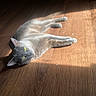 animal, bright_eyes, calm, cat, cozy, domestic_cat, feline, fur, gray_cat, indoor, lying_down, pet, relaxed, resting, soft_light, stretching, sunbeam, sunlight, wooden_floor, yellow_eyes
