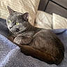 Stormie joined the competition — help win amazing prizes! animal, bed, blanket, cat, closeup, cozy, cute, domestic_animal, feline, fur, gray_cat, green_eyes, indoor, pet, pillows, relaxed, resting, sleepy, soft_light, whiskers