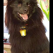 Nina participe au concours pour gagner de l'argent avec cette photo : animal, bell, black_dog, canine, collar, curtain, dog, domestic, ears, eyes, face, fluffy, friend, fur, happy, indoor, pet, smiling, tablecloth, tongue_out