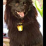 animal, bell, black_dog, canine, collar, curtain, dog, domestic, ears, eyes, face, fluffy, friend, fur, happy, indoor, pet, smiling, tablecloth, tongue_out