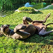 Jet-Set a rejoint le concours — aidez-le/la à gagner de superbes lots ! dog, grass, pond, water, garden, fountain, sunlight, outdoor, playful, rolling, greenery, nature, canine, summer, relaxation, pet, daytime, animal, happy, collar