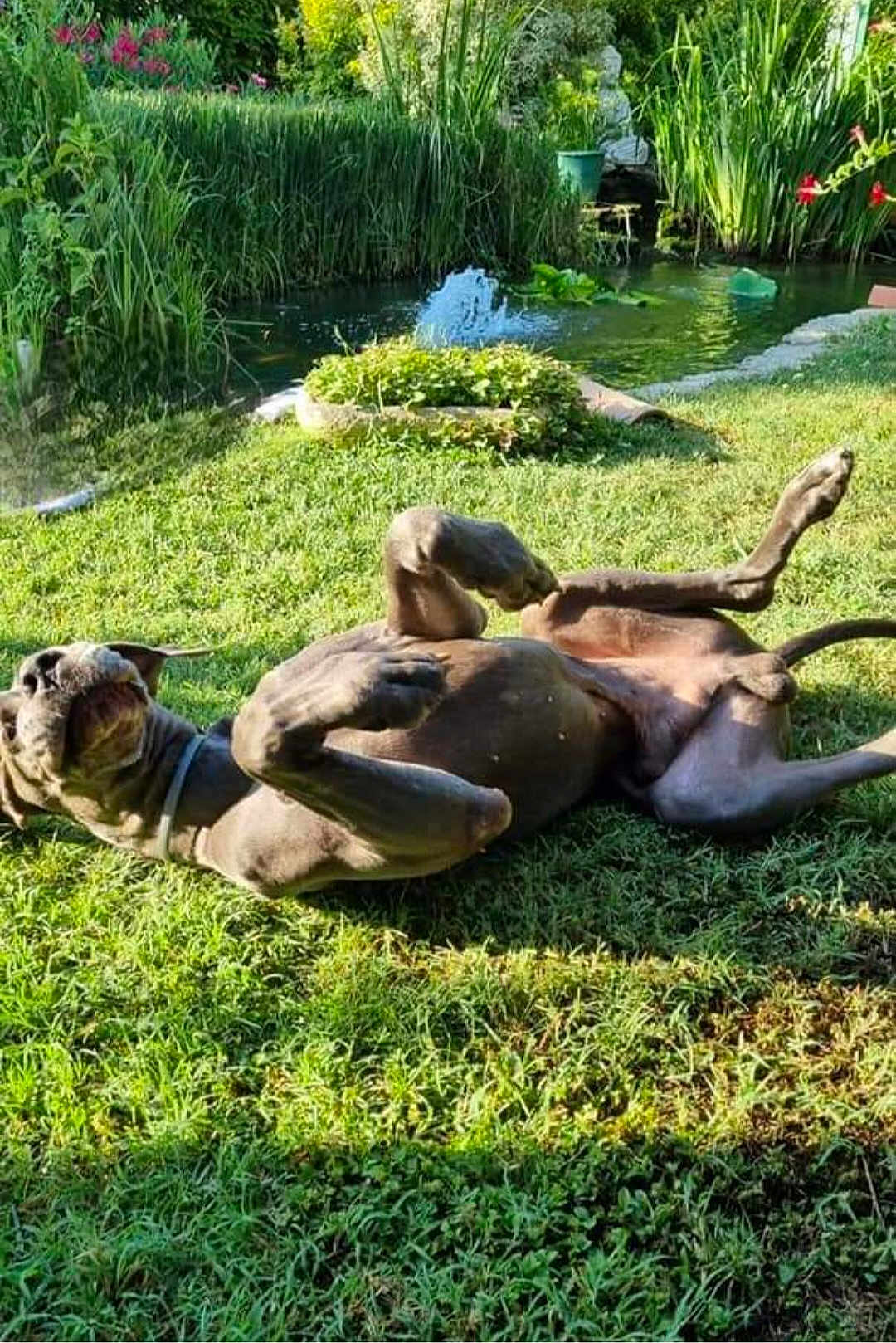 Jet-Set a rejoint le concours — aidez-le/la à gagner de superbes lots ! dog, grass, pond, water, garden, fountain, sunlight, outdoor, playful, rolling, greenery, nature, canine, summer, relaxation, pet, daytime, animal, happy, collar