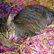 Pixie joined the competition — help win amazing prizes! cat, tabby, pet, collar, bell, yellow_eyes, shredded_paper, colorful, pink, yellow, purple, indoor, resting, fur, animal, cute, playful, closeup, messy, relaxed