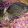 cat, tabby, pet, collar, bell, yellow_eyes, shredded_paper, colorful, pink, yellow, purple, indoor, resting, fur, animal, cute, playful, closeup, messy, relaxed