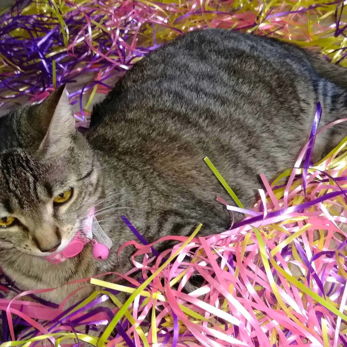 Pixie