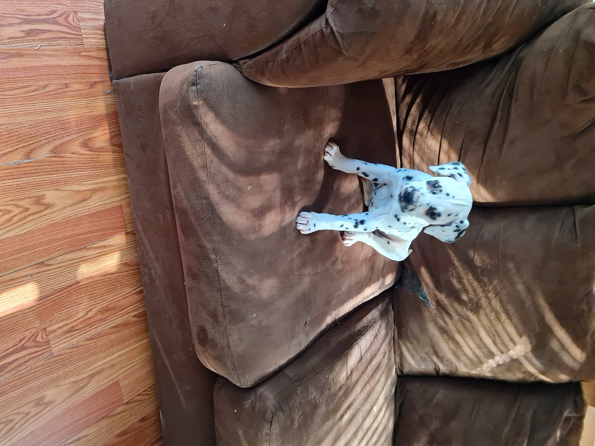 Dipstick is registered to the contest to win money with this photo: art, auto_part, brown, carving, denim, grey, hardwood, leather, metal, outerwear, paper, personal_protective_equipment, sculpture, sitting, sleeve, statue, tree, visual_arts, wood, wood_stain