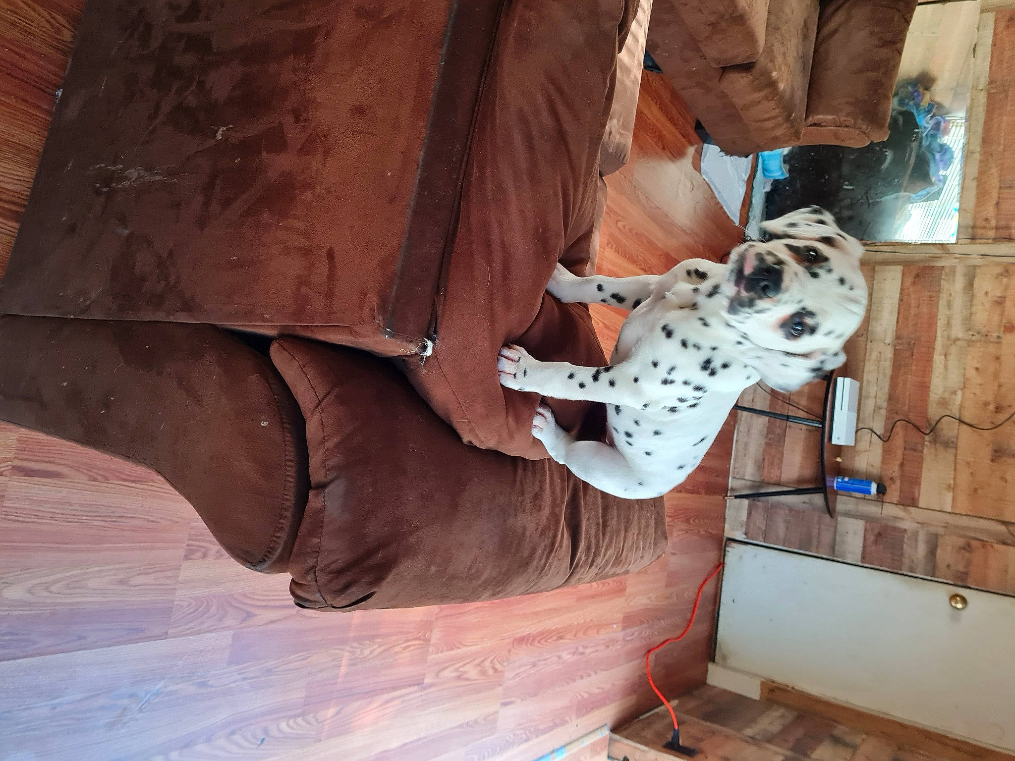 Dipstick is registered to the contest to win money with this photo: art, canidae, carving, flooring, hardwood, landscape, machine, metal, pattern, plywood, rock, room, sculpture, sporting_group, statue, tree, visual_arts, wood, wood_stain, working_animal