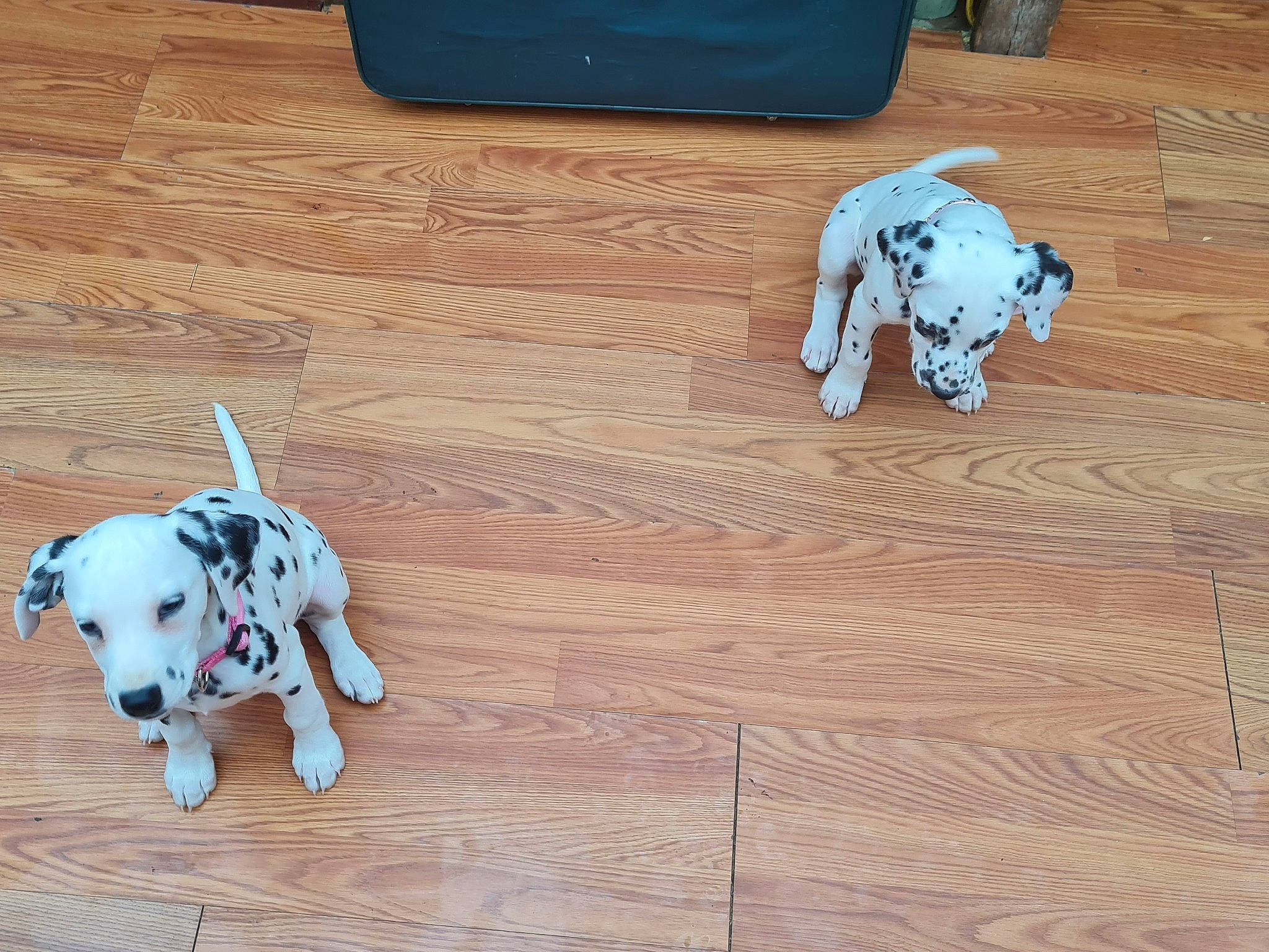 Dipstick joined the competition — help win amazing prizes! carnivore, companion_dog, dalmatian, dog, dog_breed, fawn, floor, flooring, hardwood, laminate_flooring, mammal, pattern, snout, sporting_group, tail, toy, white, wood, wood_stain, working_animal