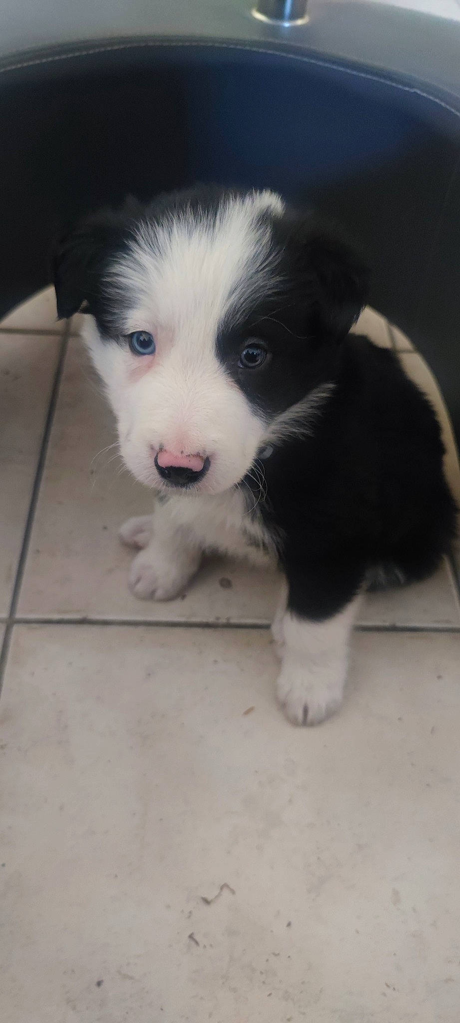 Undy a rejoint le concours — aidez-le/la à gagner de superbes lots ! australian_collie, border_collie, canidae, carnivore, companion_dog, dog, dog_breed, flooring, fur, herding_dog, non_sporting_group, paw, sporting_group, terrestrial_animal, whiskers, working_animal, working_dog