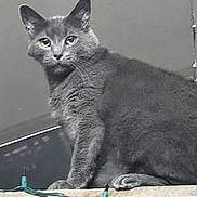 Simba is registered to the contest to win money with this photo: alert, animal, cat, closeup, cute, domestic, ears, eyes, feline, fur, gray_cat, indoor, ledges, looking, mammal, pet, portrait, sitting, string_lights, whiskers