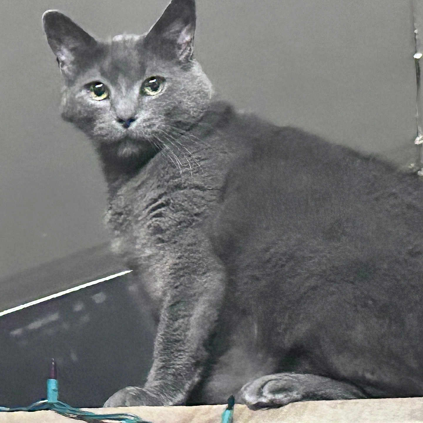 Simba is registered to the contest to win money with this photo: alert, animal, cat, closeup, cute, domestic, ears, eyes, feline, fur, gray_cat, indoor, ledges, looking, mammal, pet, portrait, sitting, string_lights, whiskers