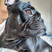 Nutsy a rejoint le concours — aidez-le/la à gagner de superbes lots ! animal, black_fur, blanket, brown_eye, canine, close_up, cozy, cute, dog, ears, french_bulldog, fur_texture, indoor, looking_away, pet, portrait, resting, snout, whiskers, wrinkles