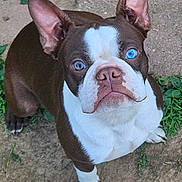 Baxter is registered to the contest to win money with this photo: dog, brown, white, blue_eye, heterochromia, pet, canine, ears, face, looking_up, outdoor, grass, dirt, concrete, close_up, animal, paw, snout, fur, portrait