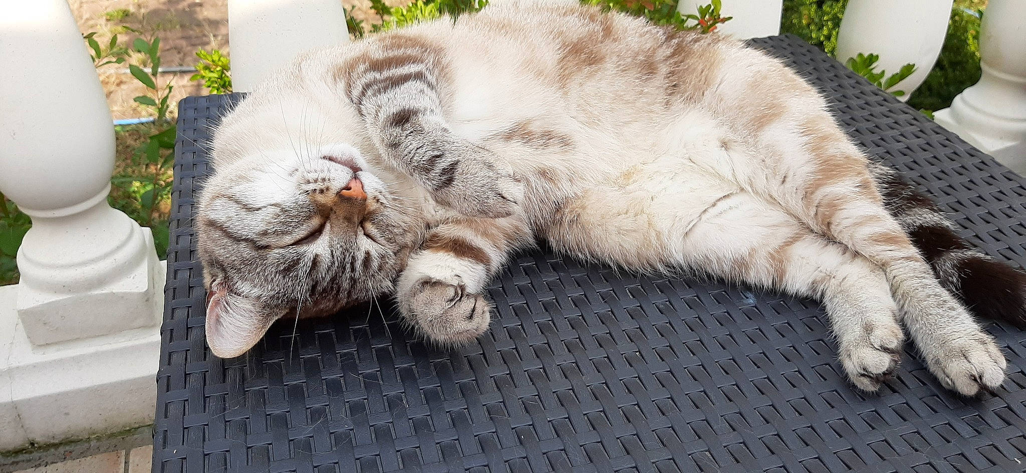 Fripouille participe au concours pour gagner de l'argent avec cette photo : carnivore, cat, claw, comfort, domestic_short_haired_cat, fawn, felidae, foot, fur, grass, nap, paw, plant, sitting, small_to_medium_sized_cats, snout, tail, terrestrial_animal, whiskers, wildlife