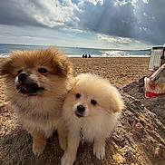 Naïko Et Lass participe au concours pour gagner de l'argent avec cette photo : adorable, animal, beach, canine, cloud, coast, cute, daytime, dog, fluffy, nature, ocean, outdoor, pet, puppy, rock, sand, sky, sunlight, water