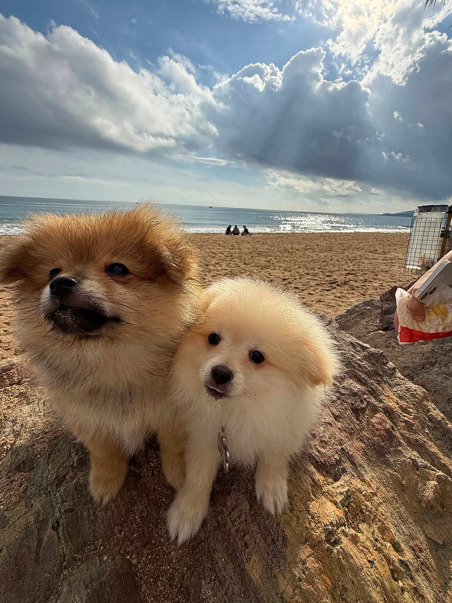 Naïko Et Lass participe au concours pour gagner de l'argent avec cette photo : adorable, animal, beach, canine, cloud, coast, cute, daytime, dog, fluffy, nature, ocean, outdoor, pet, puppy, rock, sand, sky, sunlight, water
