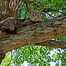 cat, tabby, gray_cat, animal, pet, feline, face, eyes, ears, whiskers, tree, branch, bark, trunk, leaves, foliage, outdoors, nature, woodland, portrait