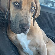 Rufus is registered to the contest to win money with this photo: dog, car_seat, brown_dog, white_chest_marking, pet, canine, car_interior, window, vehicle, parking_lot, seat_fabric, relaxed, looking_away, close_up, domestic_animal, mammal, companion, portrait, sitting, ears