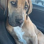dog, car_seat, brown_dog, white_chest_marking, pet, canine, car_interior, window, vehicle, parking_lot, seat_fabric, relaxed, looking_away, close_up, domestic_animal, mammal, companion, portrait, sitting, ears