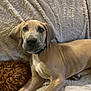 Rufus is registered to the contest to win money with this photo: dog, puppy, brown_dog, curious, blanket, soft_texture, companion, cozy, indoor, resting, fur, pet, animal, laying_down, collar, closeup, cute, relaxed, home, two_dogs