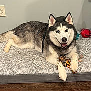 Nalu joined the competition — help win amazing prizes! dog, husky, pet, indoor, dog_bed, toy, rope_toy, happy, fur, blue_eyes, smiling, floor, wall, framed_picture, resting, paws, leash, cord, domestic_animal, mammal