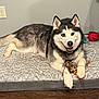 dog, husky, pet, indoor, dog_bed, toy, rope_toy, happy, fur, blue_eyes, smiling, floor, wall, framed_picture, resting, paws, leash, cord, domestic_animal, mammal
