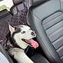 Nalu joined the competition — help win amazing prizes! dog, siberian_husky, car_interior, leather_seat, tongue_out, paw, pet, animal, happy, seatbelt, black_and_white_fur, blue_eyes, vehicle, window, daylight, road_trip, pet_harness, canine, travel, companion