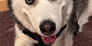 Nalu joined the competition — help win amazing prizes! dog, siberian_husky, blue_eyes, pet, canine, animal, indoor, carpet, fur, black_and_white, muzzle, ears, tongue, lying_down, close_up, cute, friendly, domestic_animal, portrait, happy