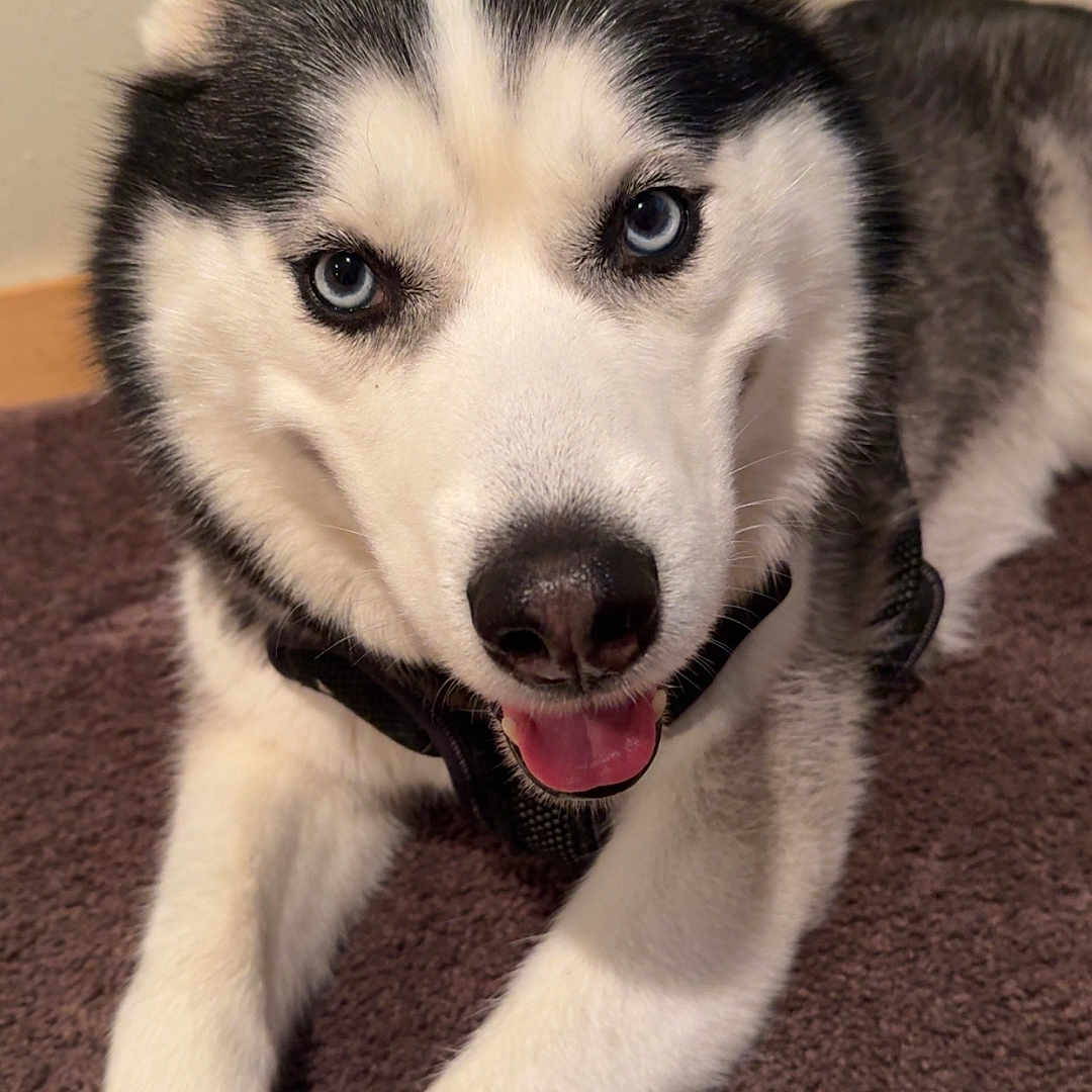 Nalu joined the competition — help win amazing prizes! animal, black_and_white, blue_eyes, canine, carpet, close_up, cute, dog, domestic_animal, ears, friendly, fur, happy, indoor, lying_down, muzzle, pet, portrait, siberian_husky, tongue
