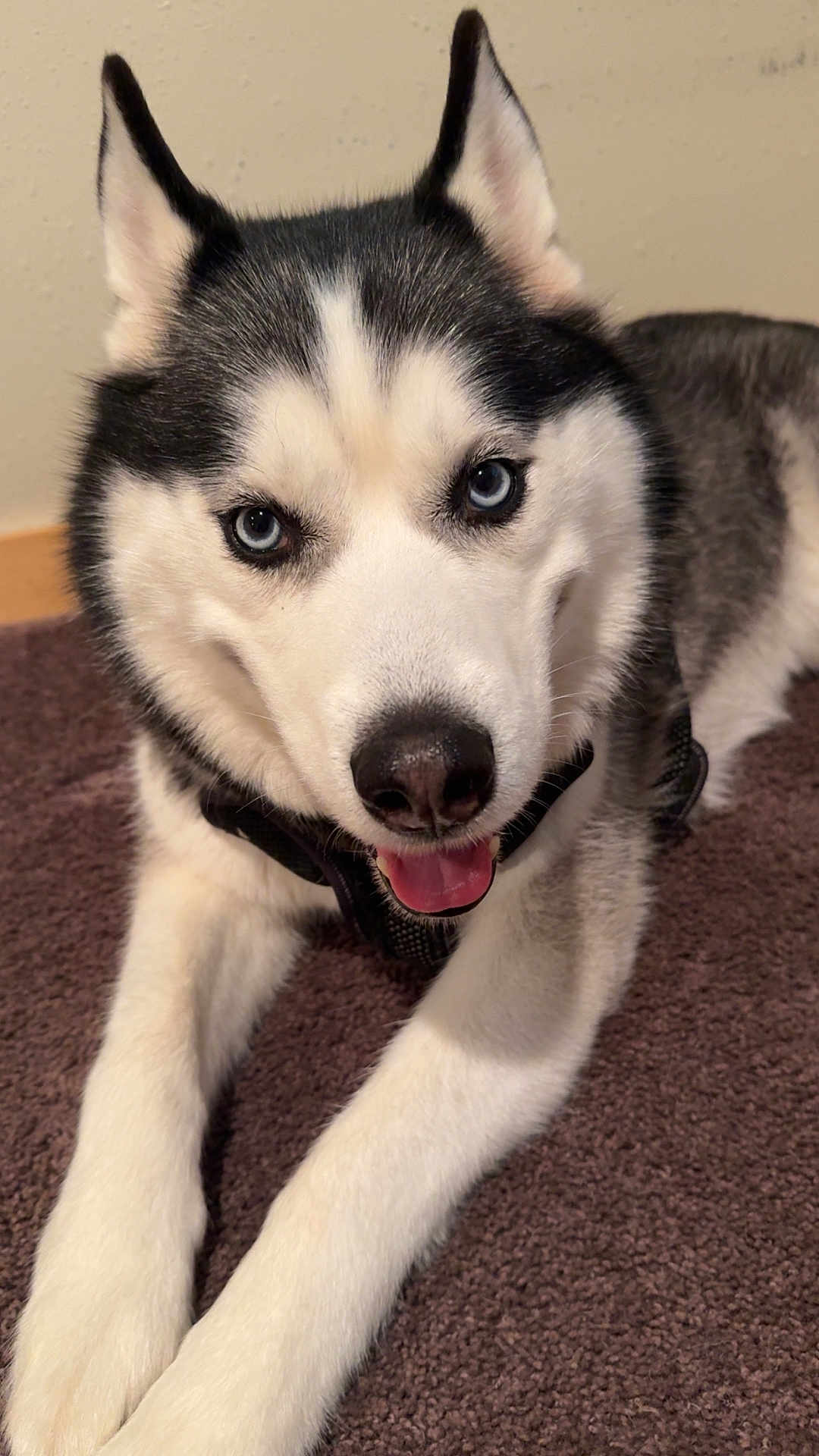 Nalu joined the competition — help win amazing prizes! dog, siberian_husky, blue_eyes, pet, canine, animal, indoor, carpet, fur, black_and_white, muzzle, ears, tongue, lying_down, close_up, cute, friendly, domestic_animal, portrait, happy