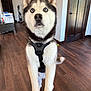 dog, siberian_husky, blue_eyes, pet, indoor, wooden_floor, harness, standing, paw, looking_up, animal, domestic, fur, ears, tail, door, room, person_leg, home, floor