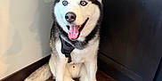 Nalu is registered to the contest to win money with this photo: dog, husky, blue_eyes, happy, tongue_out, sitting, wooden_floor, corner, indoor, pet, canine, fur, black_harness, white_fur, black_fur, looking_up, domestic_animal, animal, companion, cute