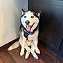 Nalu is registered to the contest to win money with this photo: dog, husky, blue_eyes, happy, tongue_out, sitting, wooden_floor, corner, indoor, pet, canine, fur, black_harness, white_fur, black_fur, looking_up, domestic_animal, animal, companion, cute