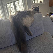 Eris is registered to the contest to win money with this photo: cat, fluffy, gray_cat, couch, indoor, window, living_room, furniture, pet, tail, relaxed, natural_light, cozy, plush, fur, wide_eyes, home, resting, domestic_cat, curious