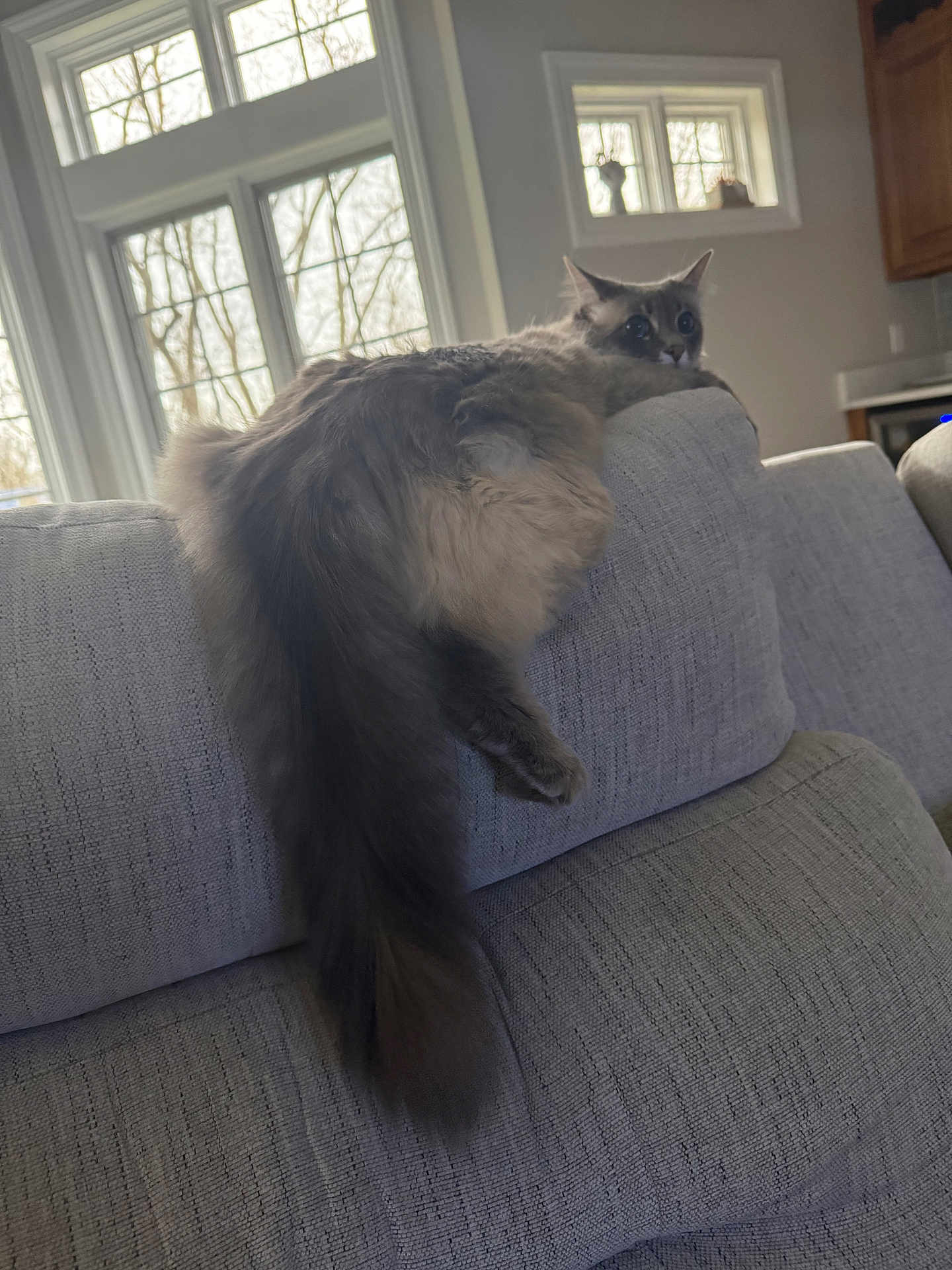Eris is registered to the contest to win money with this photo: cat, fluffy, gray_cat, couch, indoor, window, living_room, furniture, pet, tail, relaxed, natural_light, cozy, plush, fur, wide_eyes, home, resting, domestic_cat, curious