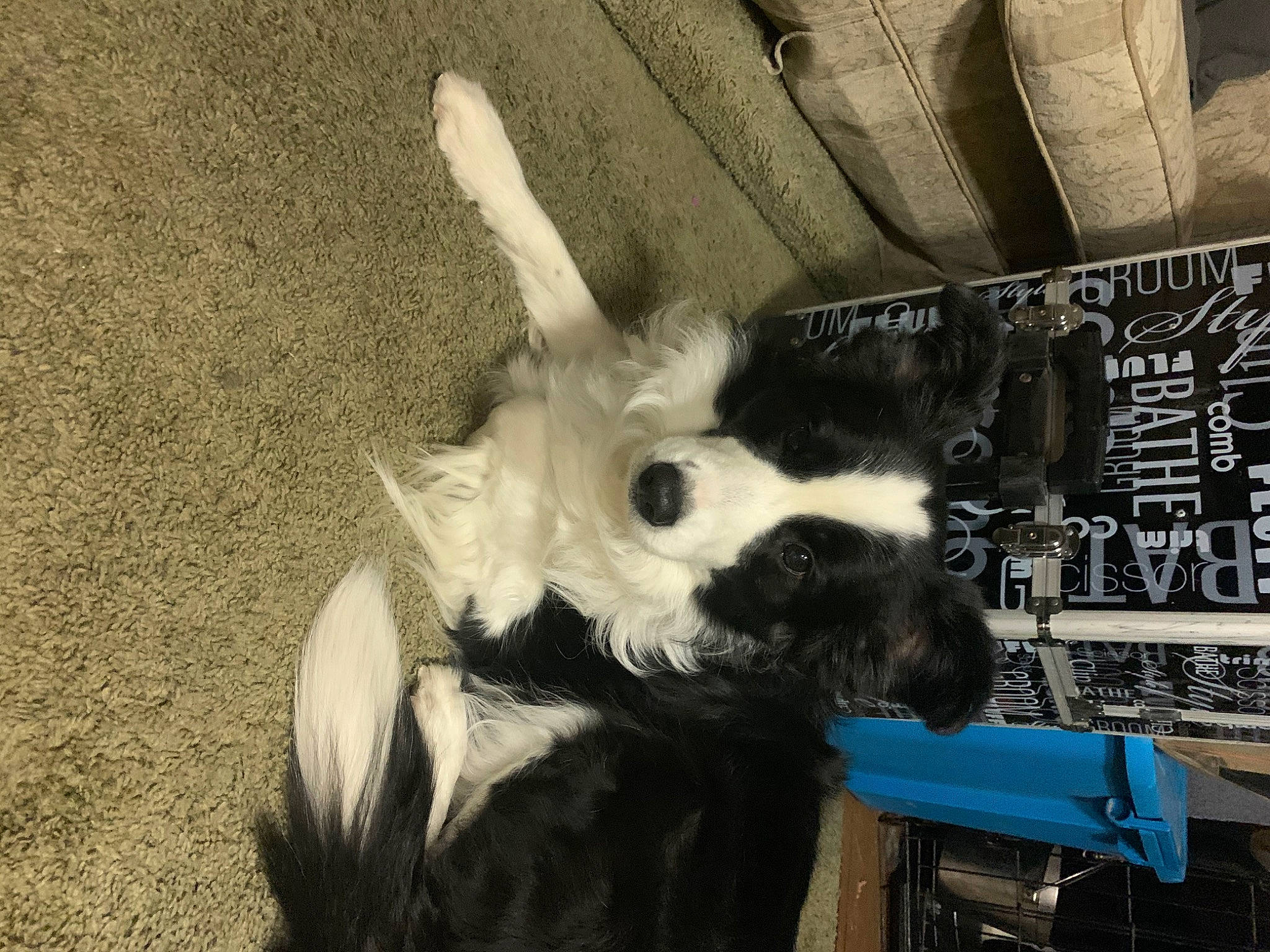 Sedona joined the competition — help win amazing prizes! canidae, fur, snout