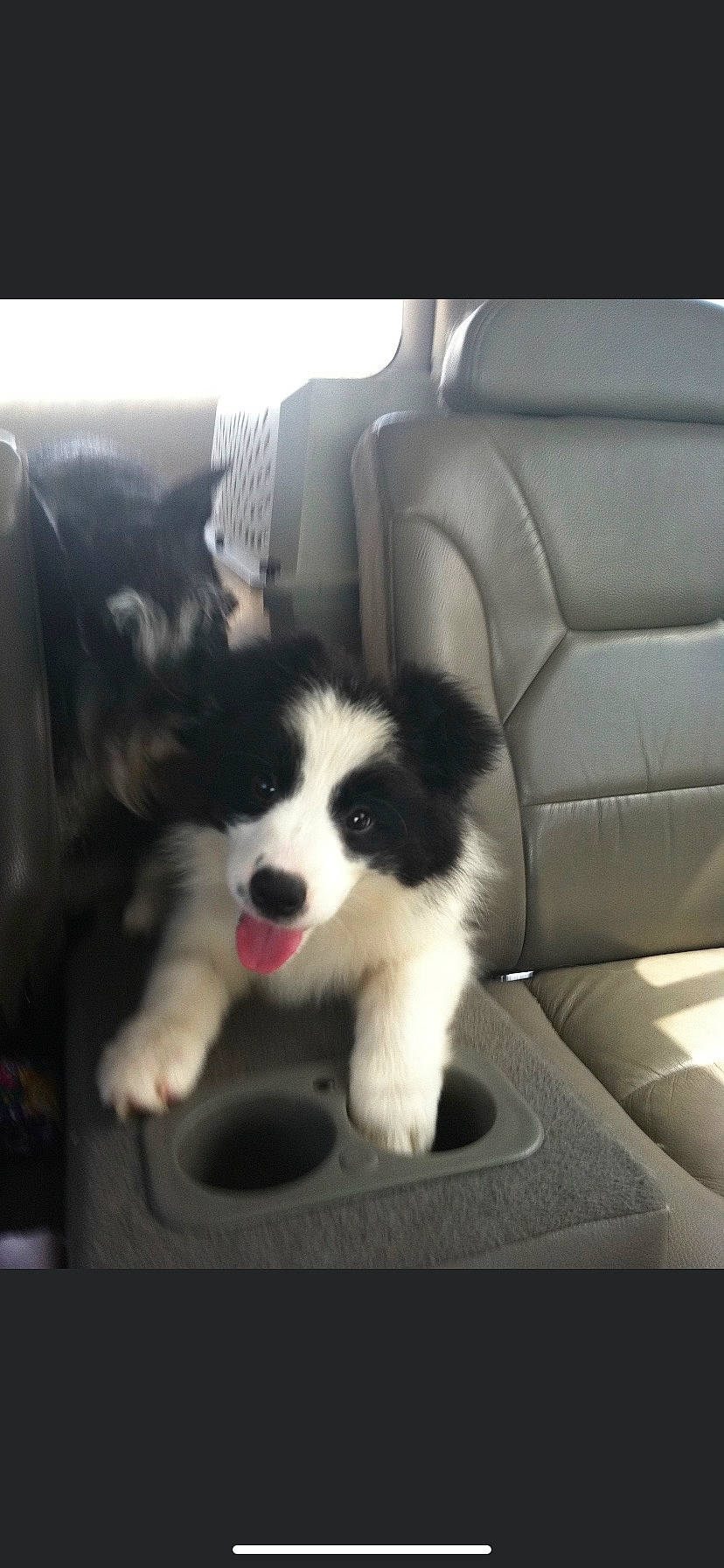 Sedona is registered to the contest to win money with this photo: automotive_design, automotive_exterior, border_collie, canidae, car, carnivore, chair, companion_dog, dog, dog_breed, fur, herding_dog, snout, sporting_group, tints_and_shades, toy_dog, vehicle_door, whiskers, windshield, working_animal