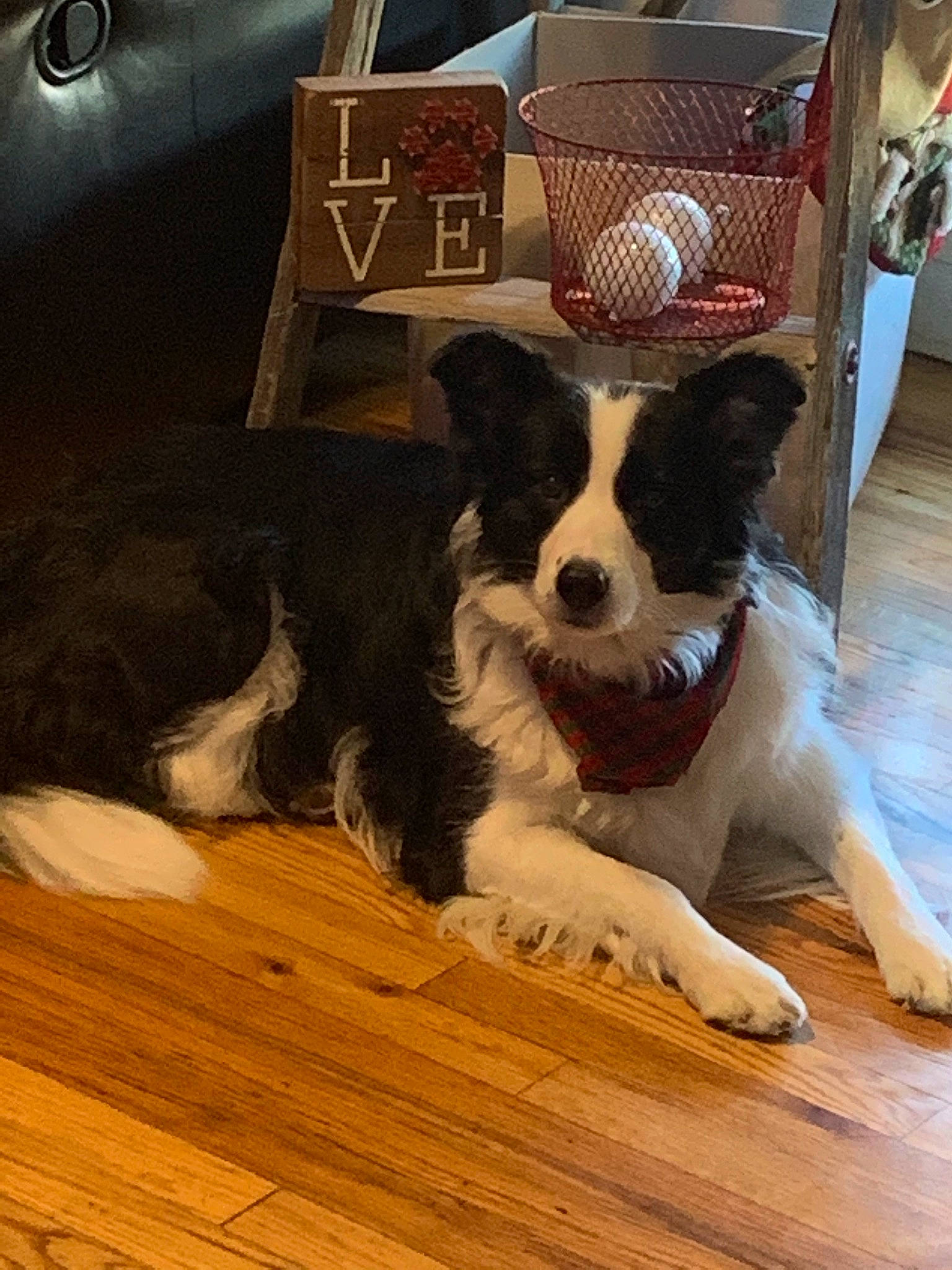 Sedona is registered to the contest to win money with this photo: carnivore, companion_dog, dog, dog_breed, dog_supply, floor, flooring, fur, hardwood, laminate_flooring, landseer, pet_supply, plank, snout, sporting_group, varnish, wood, wood_flooring, wood_stain, working_animal